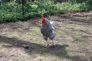 Coq Coucou de Rennes