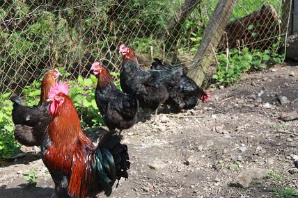 Parquet Marans Noire Cuivrée