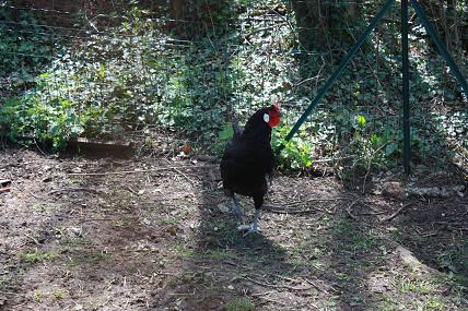 Jeune coq La Flèche