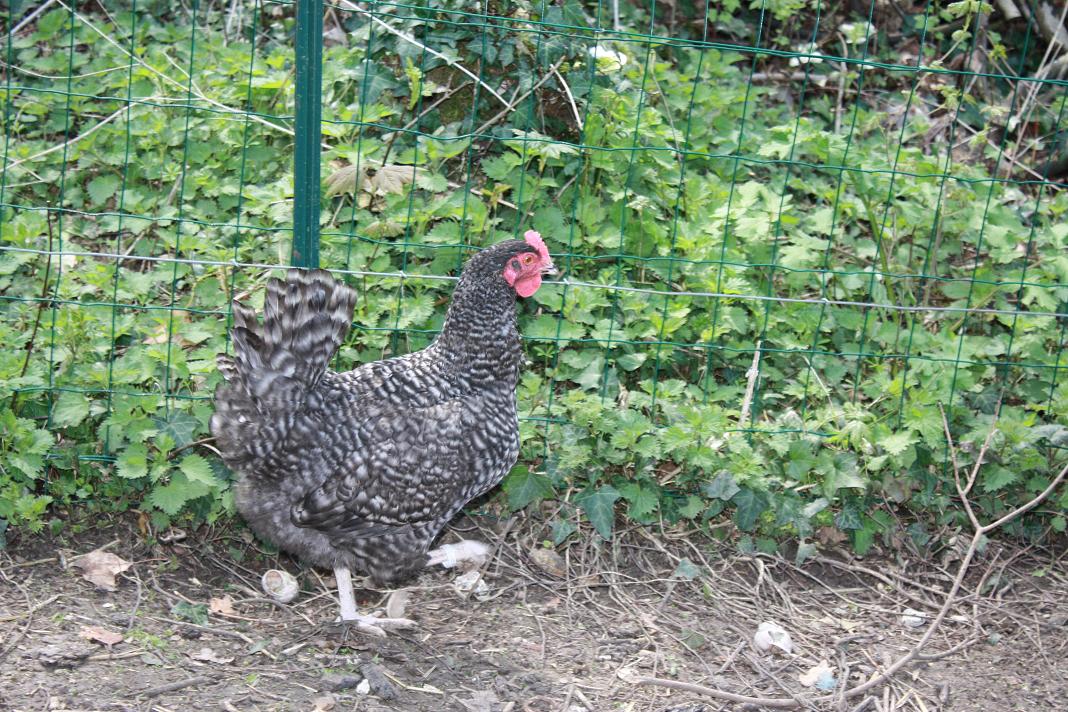 Poule Coucou de Rennes
